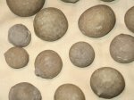 Цистоидеи (эхиносферитесы) - Echinosphaerites aurantium