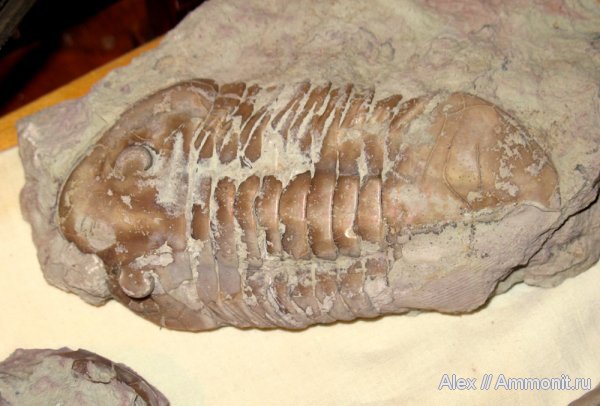 трилобиты, ордовик, р. Волхов, Asaphus, Asaphus plautini, Ordovician