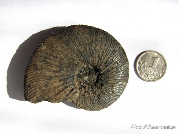 аммониты, юра, Воскресенск, Virgatites, Елкино, волжский ярус, Virgatites virgatus, Ammonites, Virgatitidae, Volgian, Jurassic