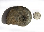 Аммонит Virgatites virgatus