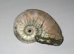 Kosmoceras с жилой камерой