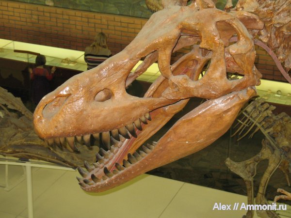 динозавры, меловой период, музеи, ПИН, тарбозавры, Tarbosaurus, Tarbosaurus bataar, Cretaceous