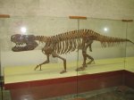 Хищная рептилия - текодонт Prestosuchus chiniquensis