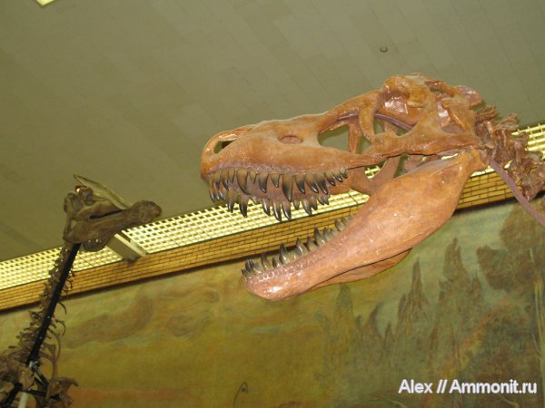 динозавры, мел, меловой период, музеи, гадрозавры, ПИН, тарбозавры, Tarbosaurus, Cretaceous