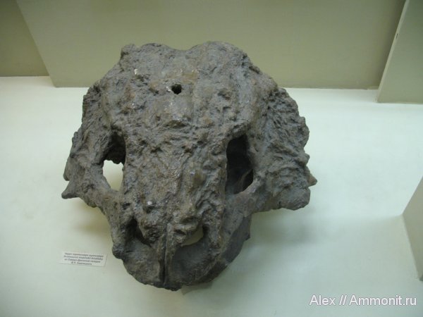 пермь, музеи, ПИН, парейазавры, Scutosaurus karpinskii, Scutosaurus, Pareiasauridae, Permian