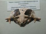 Череп проколофона