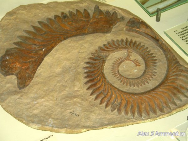рыбы, зубы, музеи, акулы, ПИН, геликоприон, Helicoprion, fish, teeth, sharks