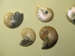 Кальцитовые Aconeceras trautscholdi