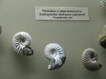 Меловые аммониты Deshayesites