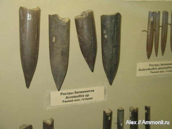 белемниты, мел, меловой период, музеи, ПИН, Acroteuthis, Cretaceous, belemnites