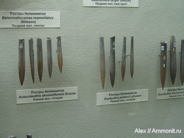 белемниты, мел, меловой период, музеи, ПИН, Oxyteuthis, ростры, Aulacoteuthis, готерив, Hauterivian, Cretaceous, belemnites