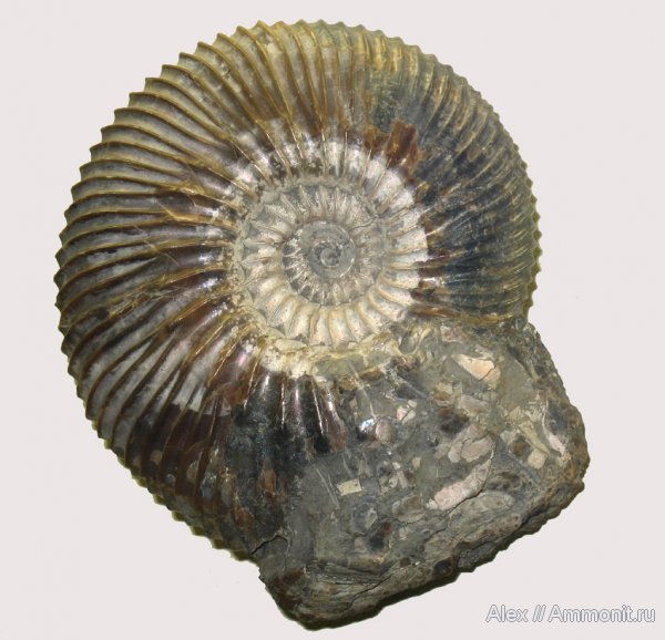 аммониты, мел, меловой период, музеи, ПИН, Ульяновск, Craspedodiscus, Craspedodiscus progrediscus, Ammonites, Cretaceous