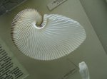 Раковина аргонавта