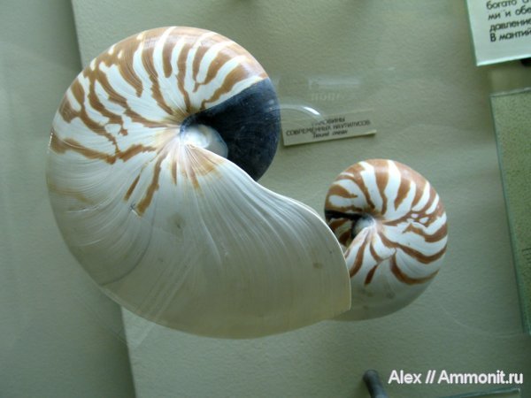 наутилусы, наутилоидеи, Nautilus, музеи, ПИН, Nautilus pompilius, Nautilida, Nautilidae