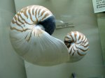 Раковины Nautilus pompilius