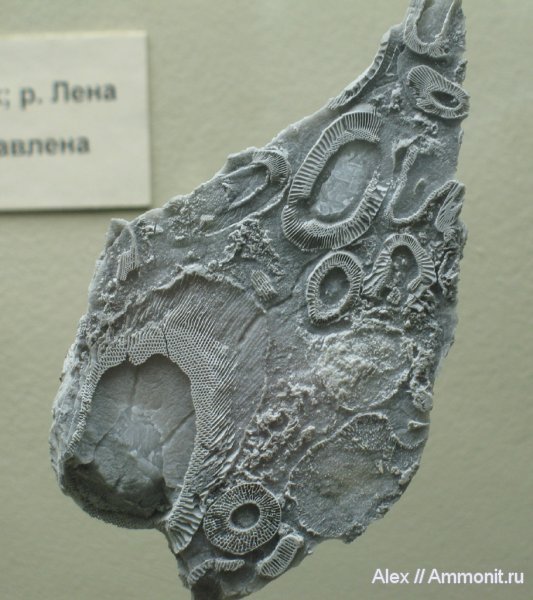 кембрий, музеи, ПИН, археоциаты, Cambrian