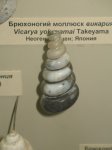 Гастропода Vicarya