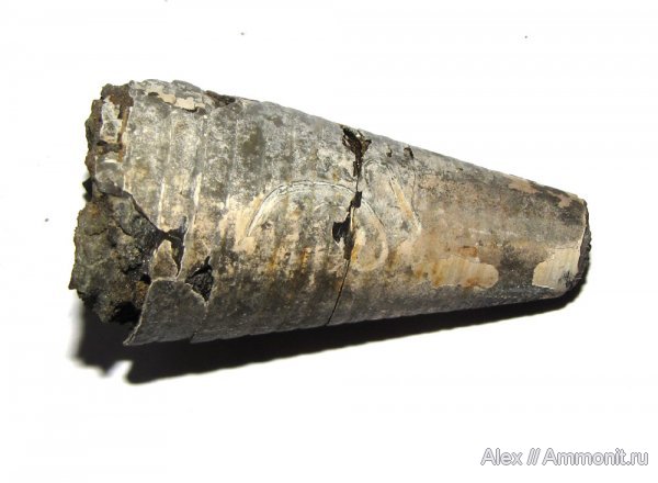 белемниты, юра, Михайлов, серпулы, фрагмоконы, Serpulidae, Jurassic, belemnites, phragmocones
