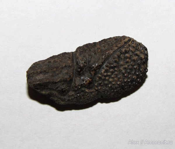 юра, Бронницы, ракообразные, раки, Рыбаки, Glypheopsis, Jurassic