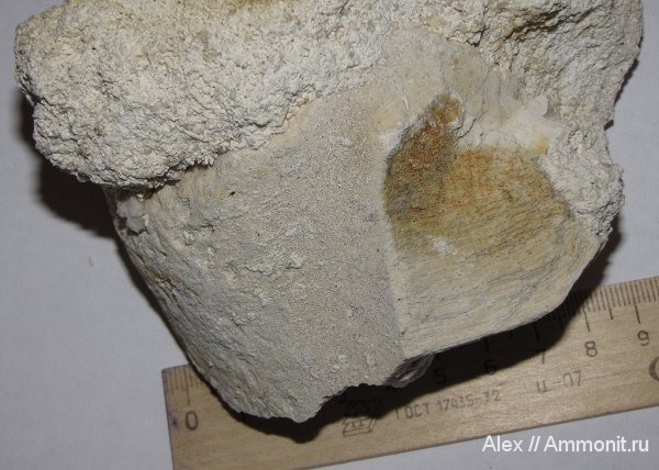 карбон, губки, Домодедово, Chaetetes, каменноугольный период, Carboniferous, Chaetetes radians