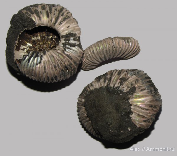 аммониты, юра, Фили, юрский период, волжский ярус, Epivirgatites, Epivirgatites lahuseni, Ammonites, Dorsoplanitidae, Volgian, Jurassic