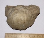 Брахиопода Gigantoproductus sp.