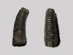 Фрагмент Toxoceratoides sp.