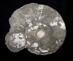 Binatisphinctes sp. с двустворкой