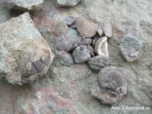брахиоподы, трилобиты, ордовик, Путилово, Asaphus, Ordovician
