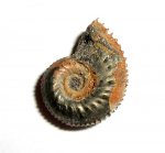 Маленький Kosmoceras sp.