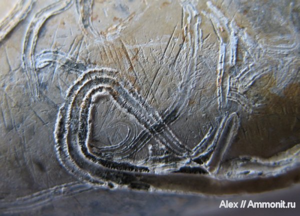 белемниты, серпулы, Serpulidae, belemnites