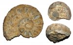 Аммонит Epicheloniceras waageni