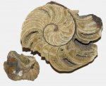 Наутилус Cymatoceras (?) sp.