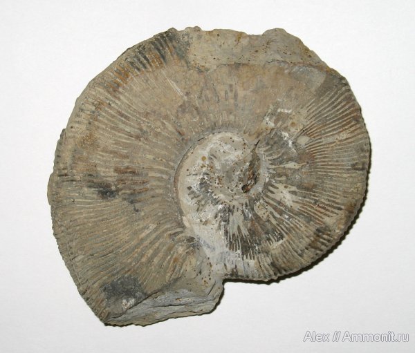 аммониты, юра, Пески, Kosmoceras, келловей, Kosmoceras rowlstonense, Kosmoceratidae, Ammonites, Callovian, Jurassic, Middle Jurassic