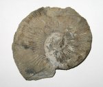 Kosmoceras rowlstonense из Песков