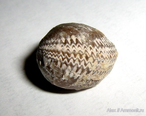 брахиоподы, ордовик, Путилово, Orthida, Lycophoria, Ordovician