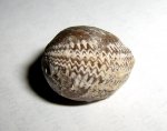 Брахиопода  Lycophoria nucella