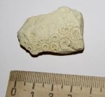 Фрагмент панциря морского ежа Archaeocidaris sp.