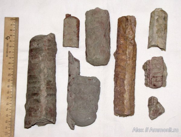 ордовик, р. Волхов, Путилово, эндоцерасы, Endocerida, р. Лава, Ordovician