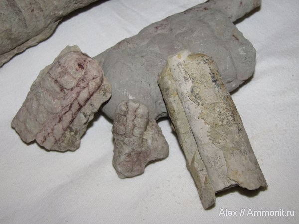 ордовик, р. Волхов, эндоцерасы, Endocerida, Ordovician