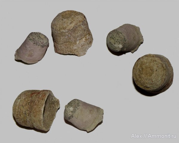 ортоцерасы, ордовик, р. Волхов, головоногие моллюски, Orthoceras, Orthocerida, Ordovician