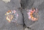 Cardioceras (Subvertebriceras) zenaidae