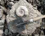 Макроконх Binatisphinctes mosquensis на месте находки