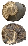 Распиленный Acanthohoplites