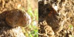 Брахиопода Rugatia boliviensis