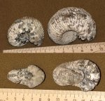 Аммониты Eboraciceras sp.