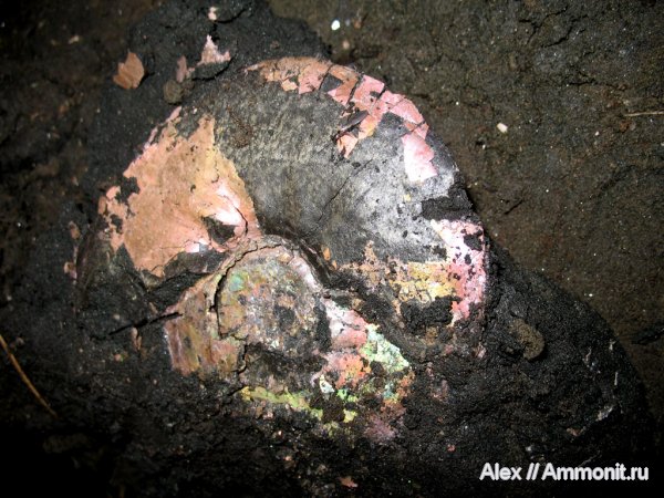 аммониты, Фили, волжский ярус, Laugeites, Ammonites, Dorsoplanitidae, Volgian
