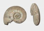 Кosmoceras phaeinum