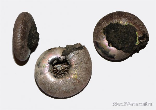 аммониты, юра, Фили, волжский ярус, Craspedites, Ammonites, Craspeditidae, Volgian, Jurassic