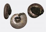 Аммонит Craspedites sp.